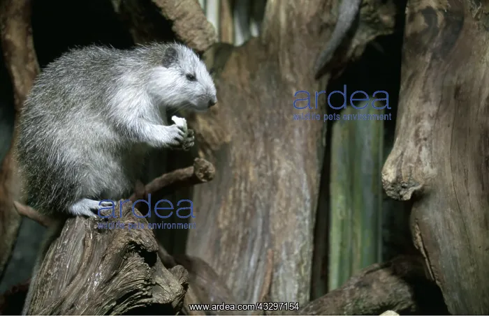 : CUBAN HUTIA - captive : CUBAN HUTIA - captive