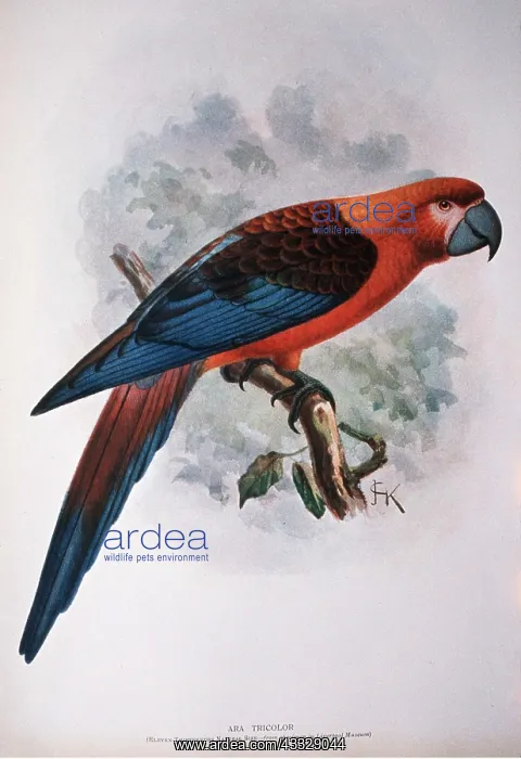 : Cuban Macaw - 19th century print from specimen - EXTINCT : Cuban Macaw - 19th century print from specimen - EXTINCT