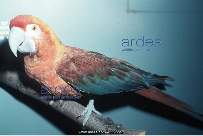 : CUBAN MACAW - stuffed specimen, extinct : CUBAN MACAW - stuffed specimen, extinct