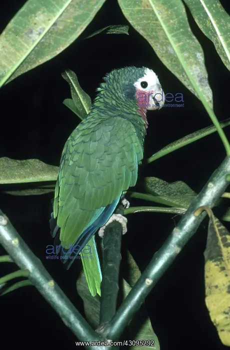 : Cuban Parrot : Cuban Parrot