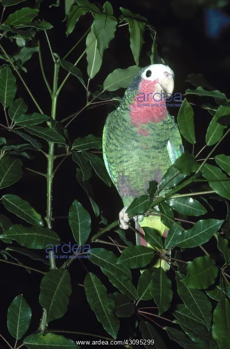: Cuban Parrot : Cuban Parrot