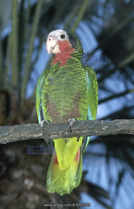 : Cuban Parrot : Cuban Parrot