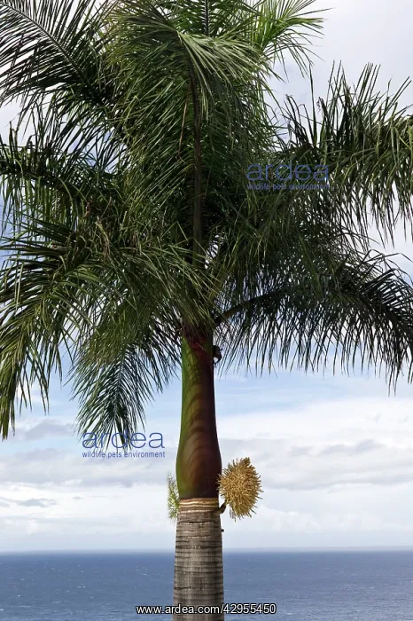 : Cuban Royal Palm Tree - first flowering for ten years : Cuban Royal Palm Tree - first flowering for ten years