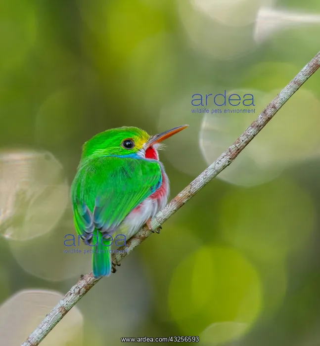 : Cuban Tody (Todus multicolor) perched on a bran : Cuban Tody (Todus multicolor) perched on a bran
