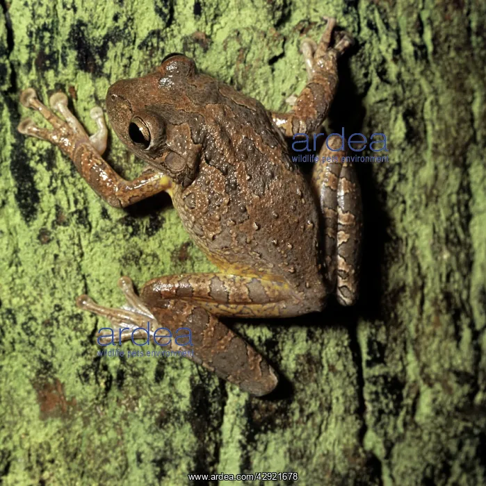: CUBAN TREE FROG : CUBAN TREE FROG