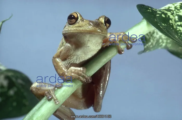 : Cuban Tree Frog : Cuban Tree Frog