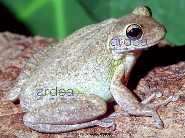 : Cuban Tree Frog (Osteopilus septentrionalis) : Cuban Tree Frog (Osteopilus septentrionalis)