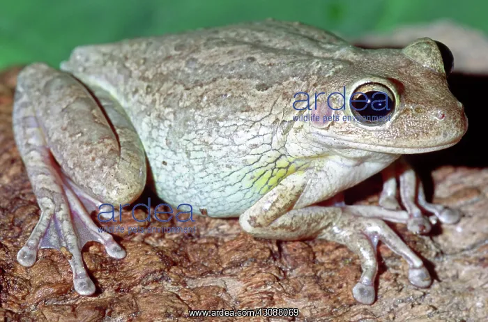 : Cuban Tree Frog (Osteopilus septentrionalis) : Cuban Tree Frog (Osteopilus septentrionalis)