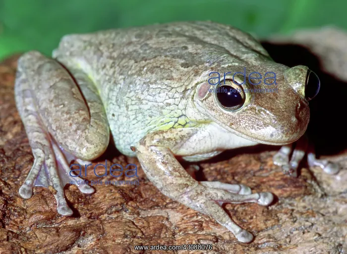 : Cuban Tree Frog (Osteopilus septentrionalis) : Cuban Tree Frog (Osteopilus septentrionalis)
