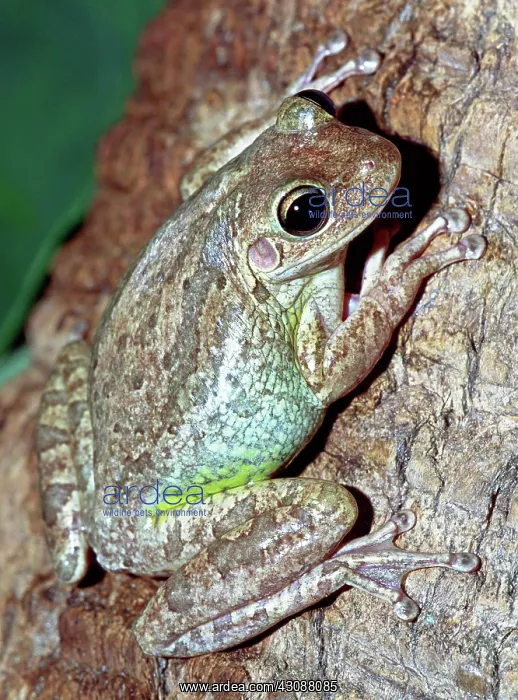 : Cuban Tree Frog (Osteopilus septentrionalis) : Cuban Tree Frog (Osteopilus septentrionalis)