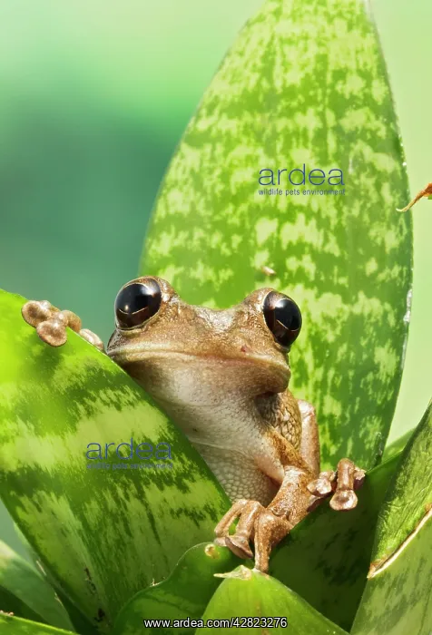 : Cuban Tree Frog - on plant front view : Cuban Tree Frog - on plant front view