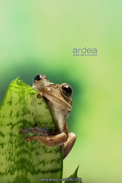 : Cuban Tree Frog - on plant front view : Cuban Tree Frog - on plant front view