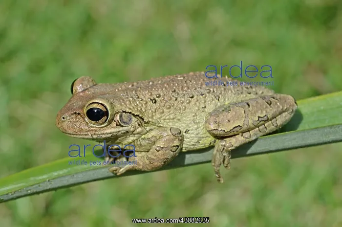 : Cuban Treefrog : Cuban Treefrog