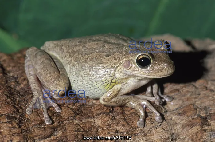 : Cuban Treefrog : Cuban Treefrog