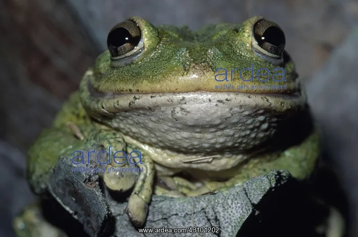 : Cuban Treefrog : Cuban Treefrog