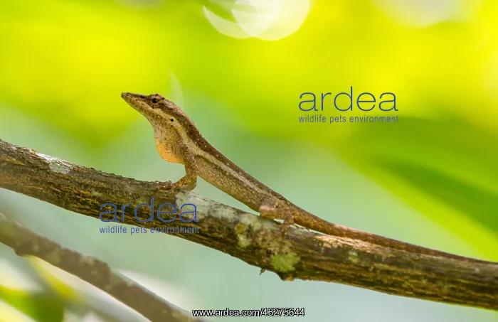 : Cuban Twig Anole (Anolis angusticeps) displayin : Cuban Twig Anole (Anolis angusticeps) displayin