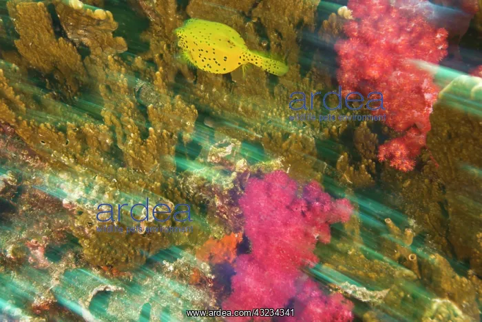 : Cube Boxfish (Ostacion cubicus), Richelieu : Cube Boxfish (Ostacion cubicus), Richelieu