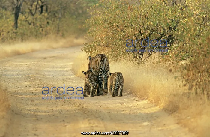  : Cubs following Bengal  /  Indian Tigeress