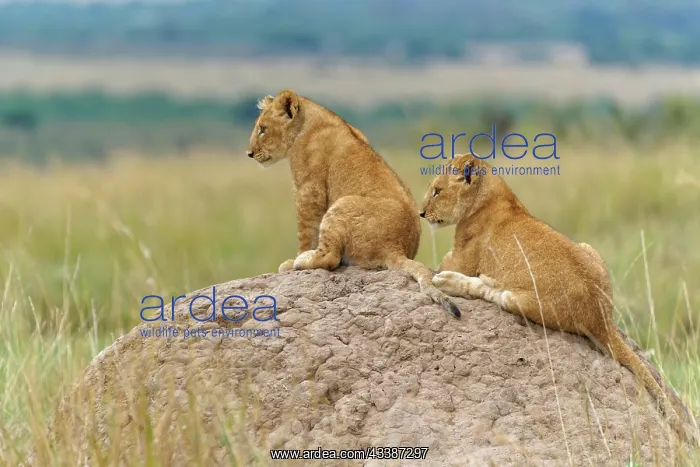 : Two cubs (Panthera leo) playing on a termite mou : Two cubs (Panthera leo) playing on a termite mou