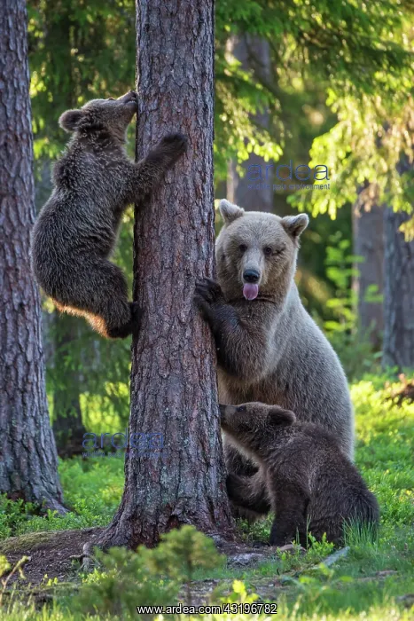: Two cubs (Ursus arctos) and their mother playing : Two cubs (Ursus arctos) and their mother playing