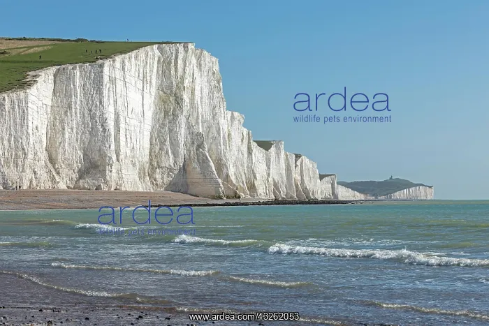 : Cuckmere Haven, The Seven Sisters chalk cliffs : Cuckmere Haven, The Seven Sisters chalk cliffs