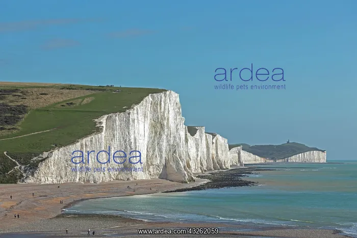 : Cuckmere Haven, The Seven Sisters chalk cliffs : Cuckmere Haven, The Seven Sisters chalk cliffs
