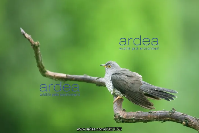  : Cuckoo (Cuculus canorus). Hungary