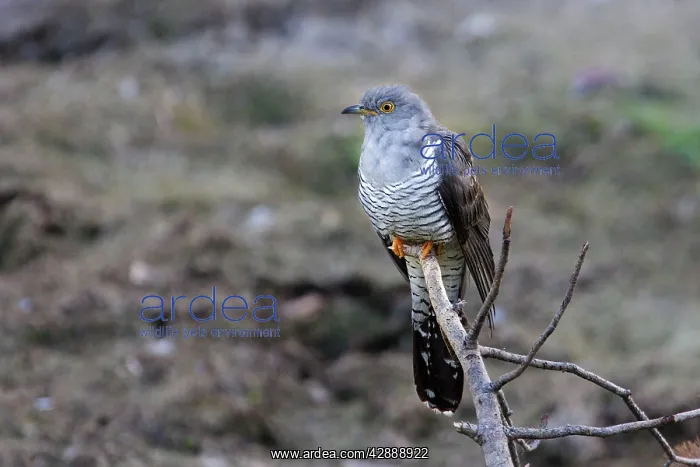  : Cuckoo (Cuculus canorus). Finland
