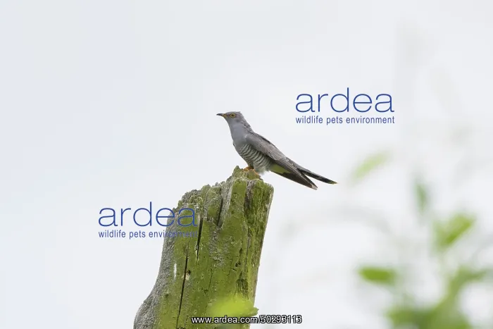 : Cuckoo - adult male perched on a dead tree - Germany : Cuckoo - adult male perched on a dead tree - Germany