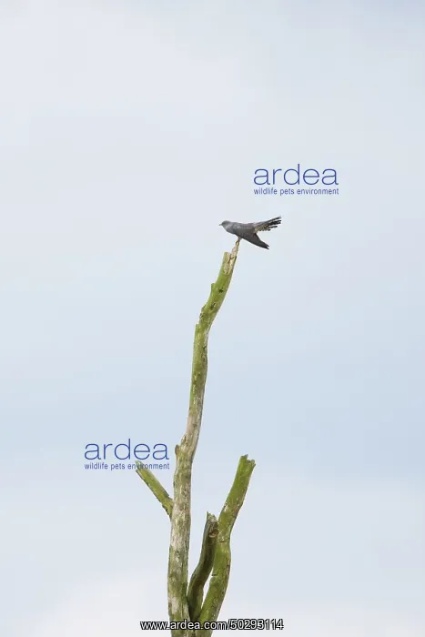: Cuckoo - adult male perched on a dead tree - Germany : Cuckoo - adult male perched on a dead tree - Germany