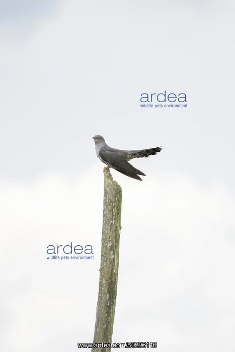 : Cuckoo - adult male perched on a dead tree - Germany : Cuckoo - adult male perched on a dead tree - Germany