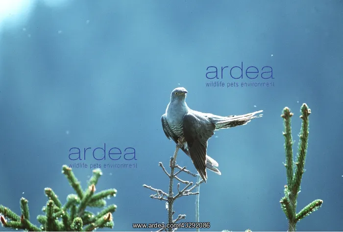 : Cuckoo - adult : Cuckoo - adult