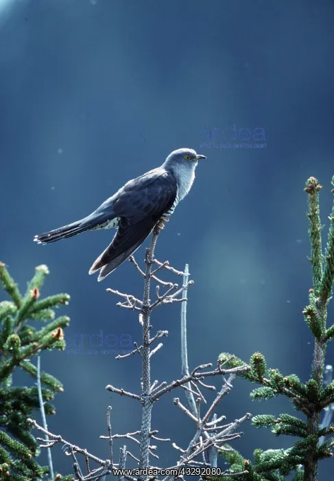 : CUCKOO ADULT - adult : CUCKOO ADULT - adult