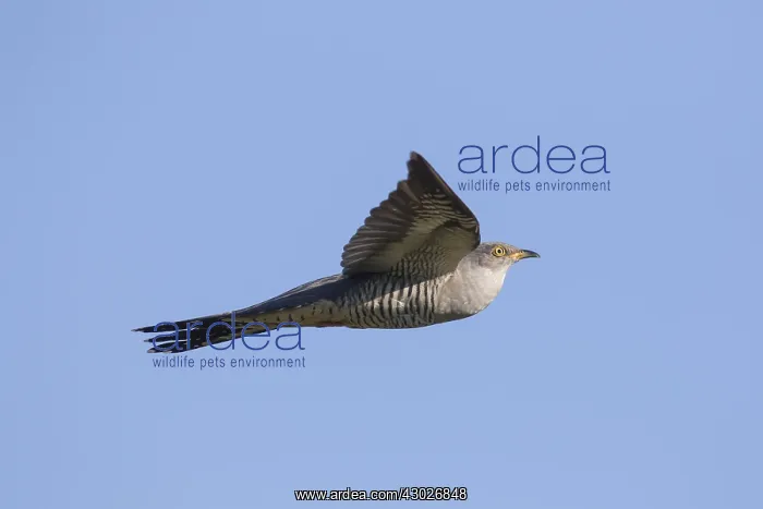 : Cuckoo - adult bird in flight - Germany : Cuckoo - adult bird in flight - Germany