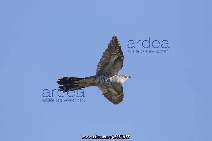 : Cuckoo - adult bird in flight - Germany : Cuckoo - adult bird in flight - Germany