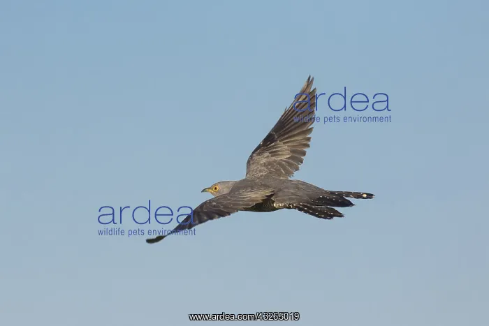 : Cuckoo - adult bird in flight - Germany : Cuckoo - adult bird in flight - Germany