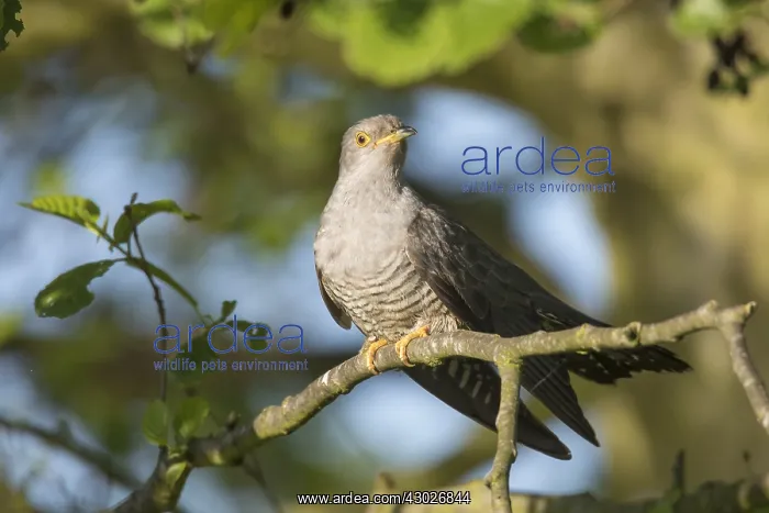 : Cuckoo - adult bird perched on branch - Germany : Cuckoo - adult bird perched on branch - Germany