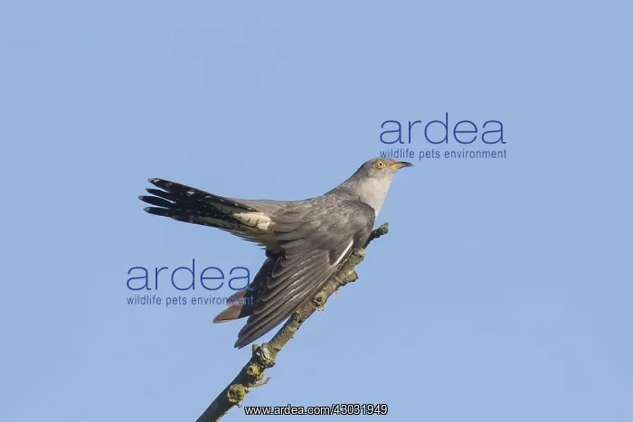 : Cuckoo - adult bird perched on branch - Germany : Cuckoo - adult bird perched on branch - Germany