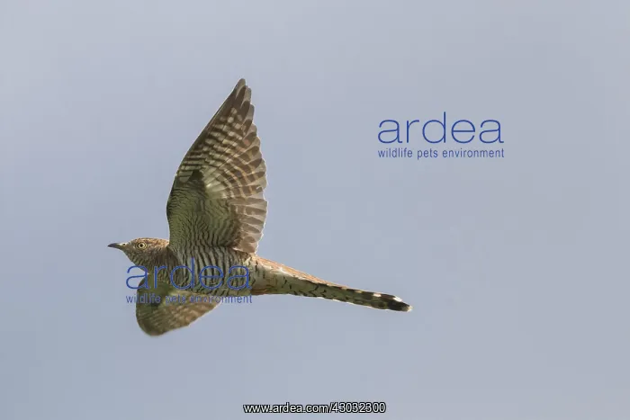 : Cuckoo - adult brown female in flight - Germany : Cuckoo - adult brown female in flight - Germany