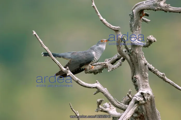 : Cuckoo - adult calling, May : Cuckoo - adult calling, May