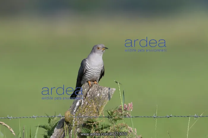 : Cuckoo - adult male perched on post - Germany : Cuckoo - adult male perched on post - Germany