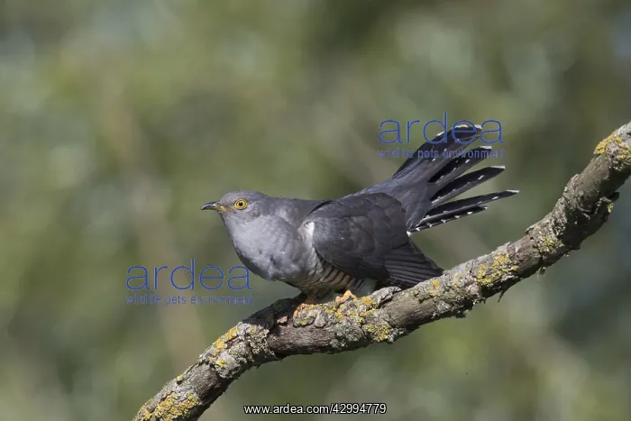 : Cuckoo - adult male perched on twig - Germany : Cuckoo - adult male perched on twig - Germany