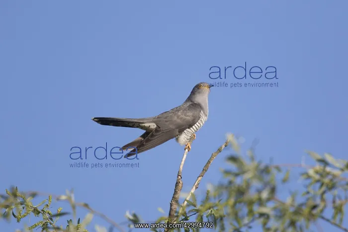 : Cuckoo - adult male perched on twig - Germany : Cuckoo - adult male perched on twig - Germany