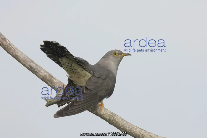 : Cuckoo - adult male perched on a twig - Germany : Cuckoo - adult male perched on a twig - Germany