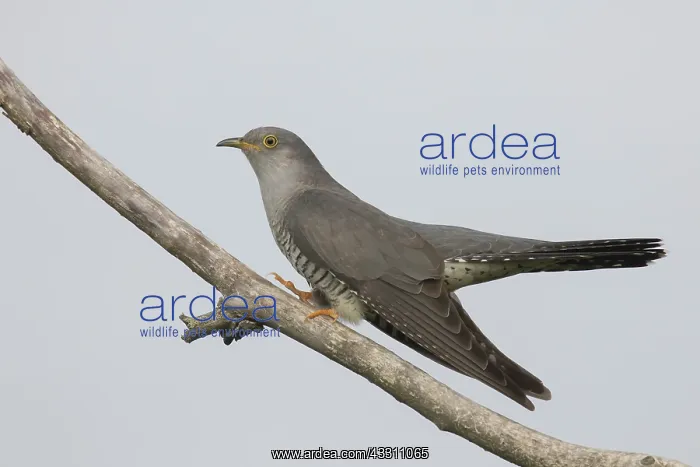 : Cuckoo - adult male perched on a twig - Germany : Cuckoo - adult male perched on a twig - Germany