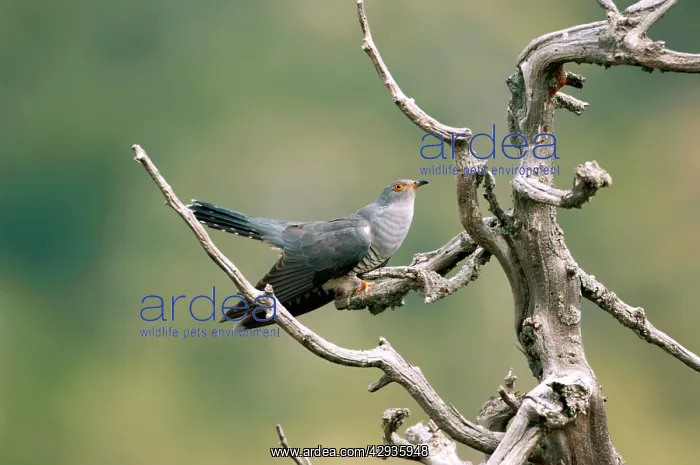: Cuckoo - adult May : Cuckoo - adult May