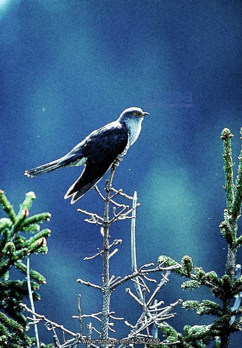  : Cuckoo - Adult perched on branch