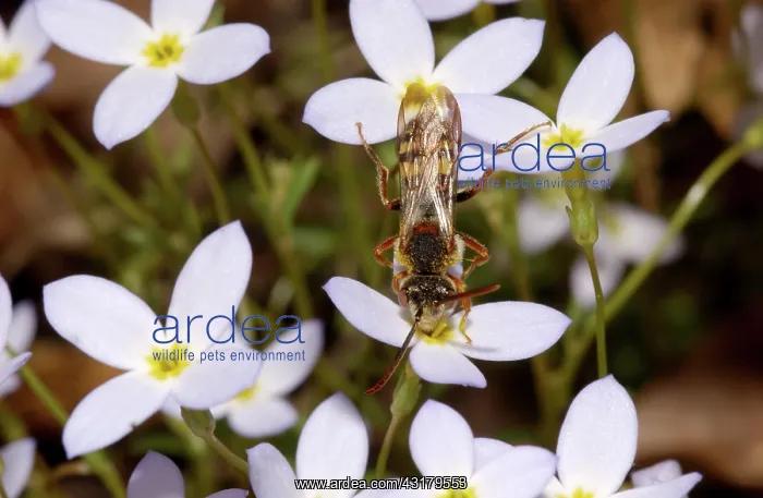 : Cuckoo Bee : Cuckoo Bee
