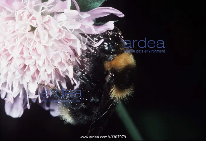 : CUCKOO BEE - ON FLOWER - parasites Garden Bumblebee : CUCKOO BEE - ON FLOWER - parasites Garden Bumblebee