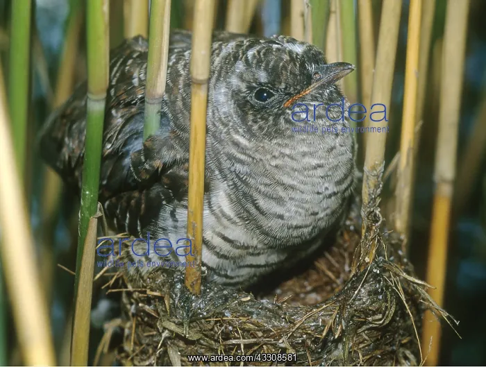 : CUCKOO CHICK - At 21 days the Cuckoo is now too : CUCKOO CHICK - At 21 days the Cuckoo is now too